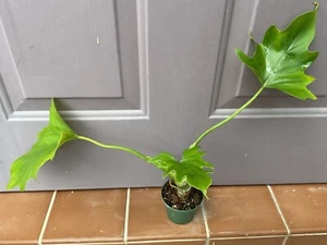 Philodendron warscewiczii 3” rooted  Aroid houseplant - Picture 1 of 7