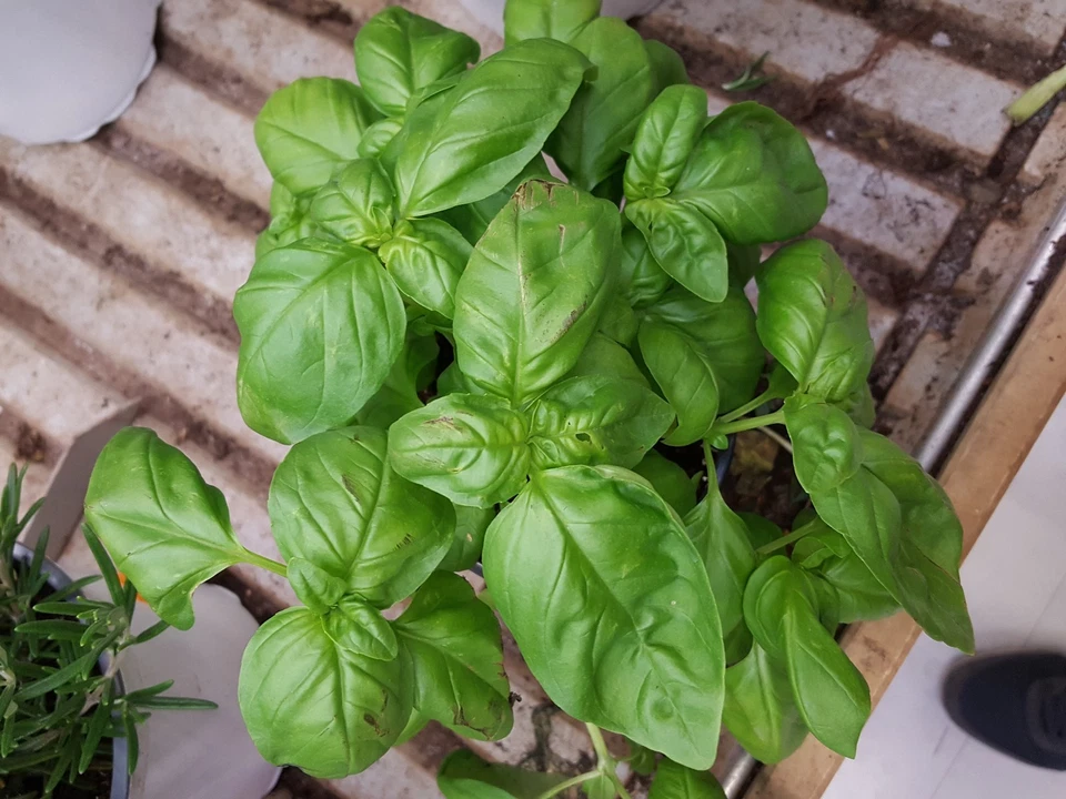 Ocimum basilicum genovese - Albahaca genovesa 300 semillas - seeds