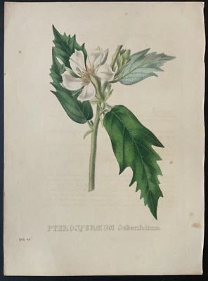 19 世纪植物色 Litho Van Geel Pterospermum Suberifoliam 1818-24 — 第 1/4 张图片