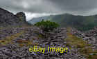 Photo 12x8 Lone Tree, Dinorwic Quarry Nature always finds a way. The D c2020