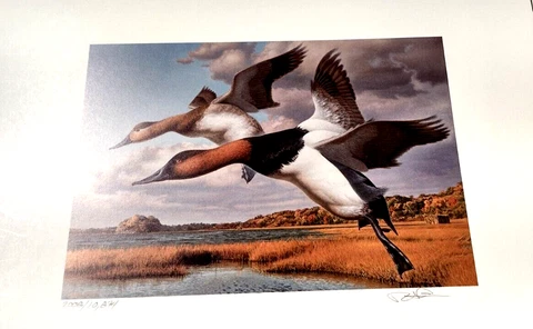 1989 Rhode Island State Duck Stamp Print - by Robert Steiner shipped flat Cover