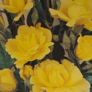  Climbing Golden Shower 1 gal Daffodil Yellow Bush Plants Shrub Plant Fine Roses - Picture 1 of 1