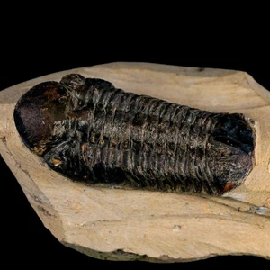2.6" Reedops Cephalotes Trilobite Fossil Morocco Devonian Age 400 Mil Yrs Old - Picture 1 of 9