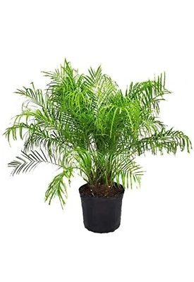 Phoenix Roebelenii - Palmera datilera pigmea miniatura - Árbol vivo grande - Hermoso... Foto 1 de 3