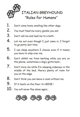 Итальянская борзая «Правила для людей» — НА ЗАКАЗ МАТОВАЯ — художественная гравюра на собаке: ПОДАРОК - Изображение 1 из 2