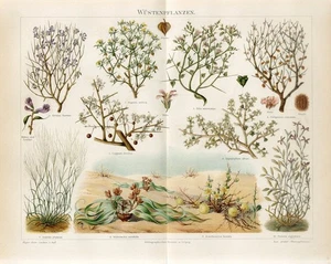 1895 DESERT PLANTS WELWITSCHIA BUTTER-NUT FAGONBUSH ZILLA Chromolithograph Print - Picture 1 of 1