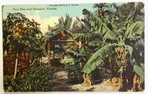 Miami Florida Postcard Vtg 1902 Paw Paw Bananas Palm Trees Shack  - Picture 1 of 6