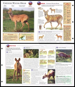 Fold-Out Sheet - Chinese Water Deer - 322 - Picture 1 of 1