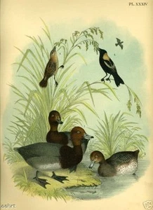 BIRD~RED HEADED DUCK,BOBOLINK~1881 antique art print~34 Studer Chromolithograph - Picture 1 of 2