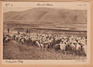 VINTAGE POSTCARD HADAR HA'ARETZ LEVANT PICTURE PALESTINE NO.18 Jordan Valley - Picture 1 of 4