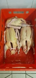 Wildgans Gänsebraten 2,3 Bis 2,5 kg. Bio Fleisch Ganz Frisch. - Bild 1 von 3
