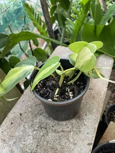 Philodendron Brasil | variegated indoor plant | Brazil Philodendron πΏπΏ - Picture 1 of 3