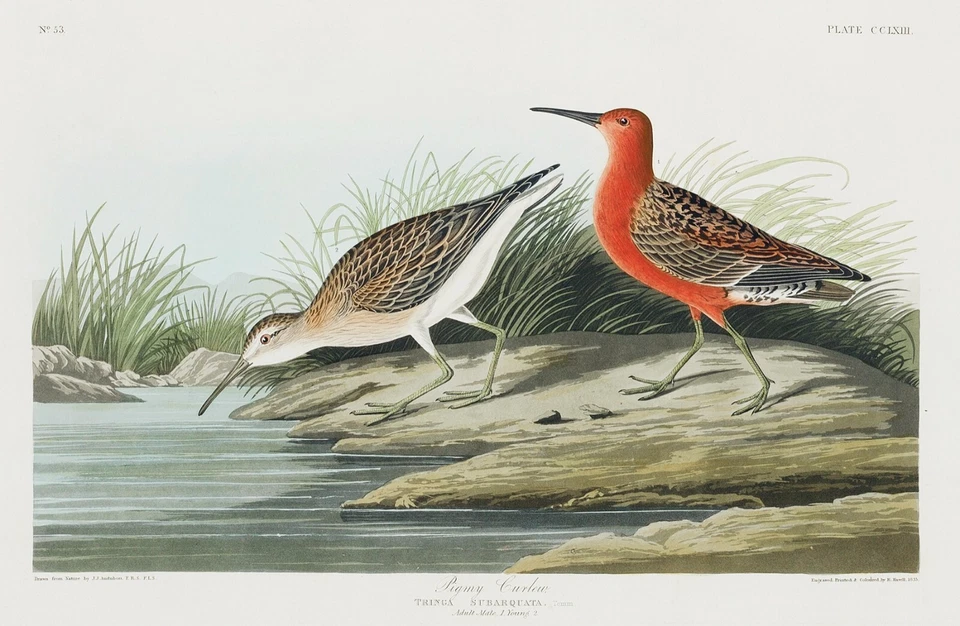 12162.Poster print or Canvas wall decor.Room art design.Audubon bird.Curlew - Image 1 of 1