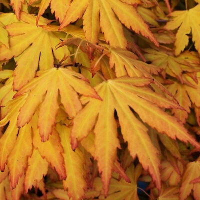 Acer palmatum 'Orange Dream' | Japanese Maple Deciduous Garden Plant Tree In Pot - Image 1 of 4