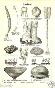 1888= SPUGNE = Pesci Creature marine = Antica Stampa = Old ENGRAVING - Picture 1 of 1