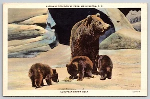 Postal Parque Zoológico Nacional Oso Pardo Washington DC Ursus arctos arctos - Imagen 1 de 2