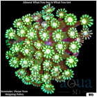 017 AquaSD Live Corals/Frags - Leprachaun Alveopora - Aqua SD