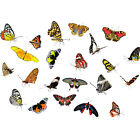 Moths Butterflies Insects Collage Photo Wall Art Canvas Print 18X24 In
