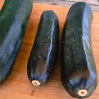BLACK BEAUTY  ZUCCHINNI SEEDS * 20 COUNT PKT. * GLOSSY *  