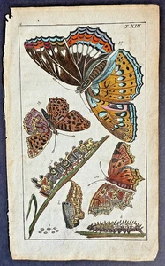 Rare 1797 Wilhelms FRITILLARY/ANGLEWING BUTTERFLY Hand-Colored Copper Plate #13 - Picture 1 of 4