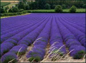 LAVANDULA ANGUSTIFOLIA VERA (800 SEMILLAS) - Imagen 1 de 3