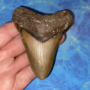 MEGALODON SHARK TOOTH 3.43”  HUGE TEETH MEG SCUBA DIVER DIRECT FOSSIL NC 5330 - Foto 1 di 8