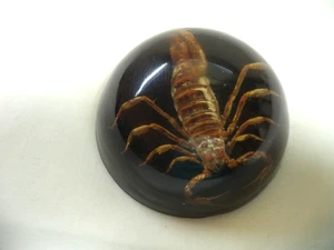 Vintage Original Arizona Skorpion/Spinne, ummantelt/konserviert in klarem Briefbeschwerer - Bild 1 von 6