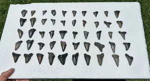 Megalodonte fossile Mako Angustidens denti di squalo LOTTO DI 50 squali Carolina del Sud - Foto 1 di 17