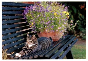 Cat Relaxing on a Park Bench, Netherlands Postcard Postmarked 1992 - Picture 1 of 2