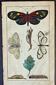 Rare 1797 Wilhelms 3 TROPICAL BUTTERFLIES + STAGES Hand-Colored Copper Plate #5 - Picture 1 of 4