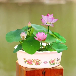 30X Seeds Lotus Seed Hand Picked Mix Flower Aquatic Plants Water Garden UK 2025 - Picture 1 of 5