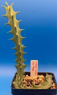 Orbea Lutea Var. Vaga  3.5" Pot WELL ROOTED! — 第 1/4 张图片