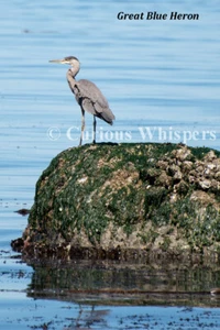 Gran imán para refrigerador Blue Heron - Imagen 1 de 1