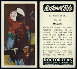 Macaw #17 National Pets 1961 Doctor Teas Card