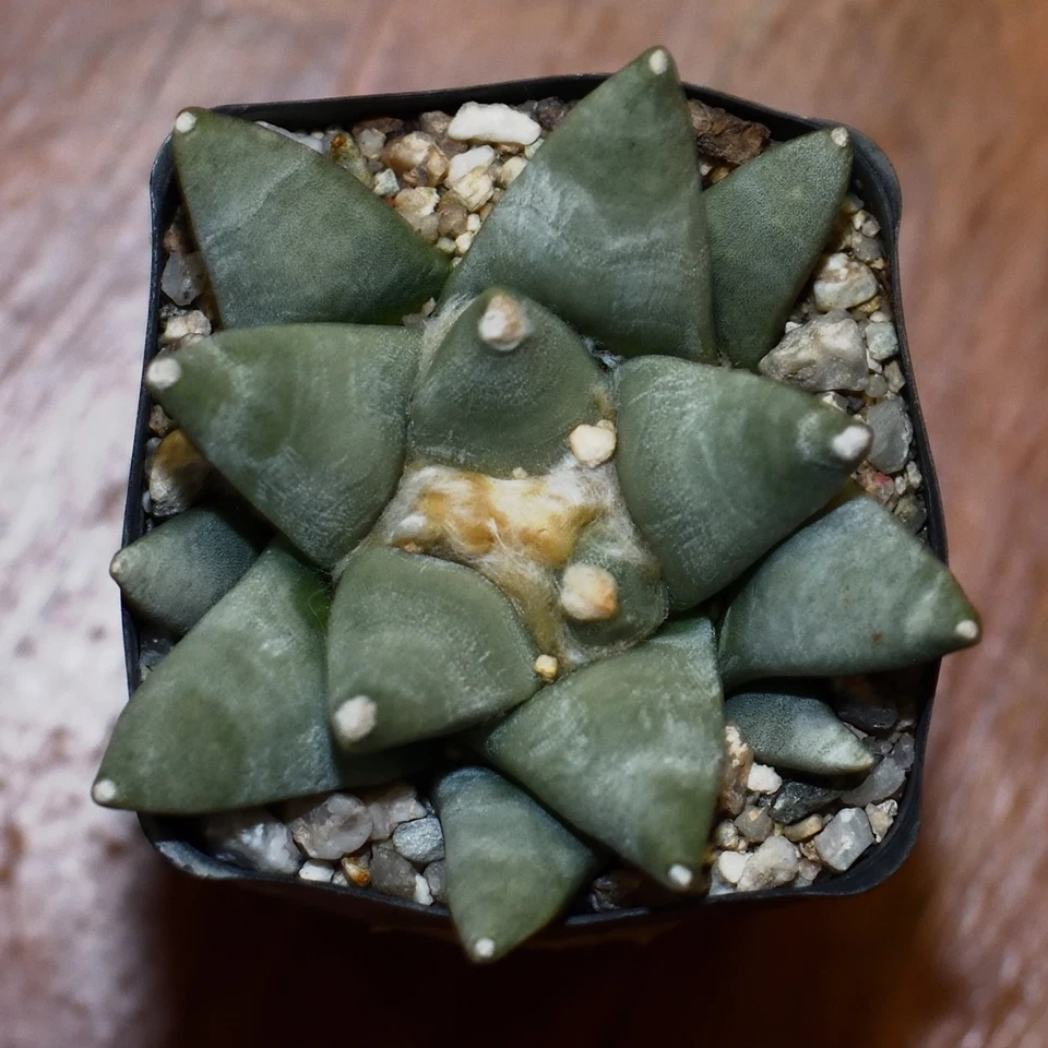 Ariocarpus retusus retusus #12 - Image 1 of 1