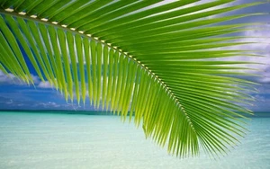 PALM TREES BEACH SAND OCEAN SEASHELLS FUN BEACH WALL ART POSTER REPRINT 11 x 17 - Picture 1 of 1