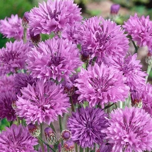 880 seeds Cornflower tall double Mauve Ball +4" FREE PLANT LABEL - Picture 1 of 1