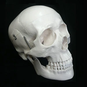 Life Size Anatomical Deluxe Human Skull Model - Medical Skeleton Anatomy Replica - Picture 1 of 8