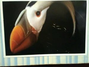 PHOTO POST CARD TUFTED PUFFIN: SEATTLE AQURIUM SEATTLE WASHINGTON - Picture 1 of 12