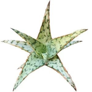 Pink Blush Aloe Plant | Succulent Care Guide (2'' or 4'') - Picture 1 of 26