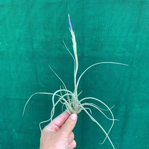 Tillandsia Halley’s Comet (2-3cm Pup) Air Plant, Bromeliad (Auto Combine Postage - Picture 1 of 3