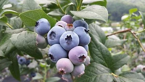 Heidelbeere Blaubeere Vaccinium corymbosum 'Elisabeth' 40 - 60 cm im Container - Bild 1 von 1