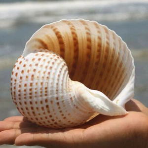 Natural Conch Shell Aquarium Fish Tank Ornament Sea Snail Decor 10-11cm - Picture 1 of 5