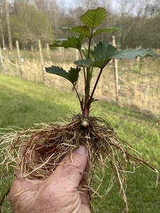 3 Triple Crown Thornless Blackberry Plants Bare Root - Picture 1 of 3