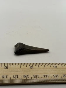 2.5” Mako Shark Tooth Fossil from NC Coast V15 - Picture 1 of 4