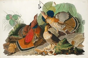 Grouse Ruffed de J.J. Audubon Birds of America Giclee Estampado Artístico + Envío Gratuito - Imagen 1 de 4