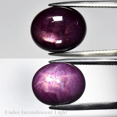 💎 15.57ct Oval Purplish Red 6 Ray Star Ruby - Heated Glass Filled, Tanzania Gem - Image 1 of 4