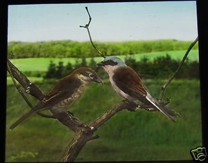 Glass Magic Lantern Slide BIRDS OF EUROPE NO80 C1910 ORNITHOLOGY PHOTO - Picture 1 of 2