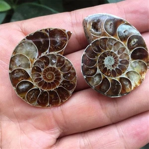 1 paire Madagascar Sea Natural Druzy Ammonite Slice Shell Gemstone Specimen - Picture 1 of 3