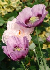 1000 SINGLE LILAC POPPY Papaver Purple Heirloom Flower Seeds + Gift
